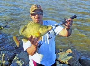 Pat Webb with a typical three-year old Lake Ginninderra golden perch that was stuffed full of small redfin. 